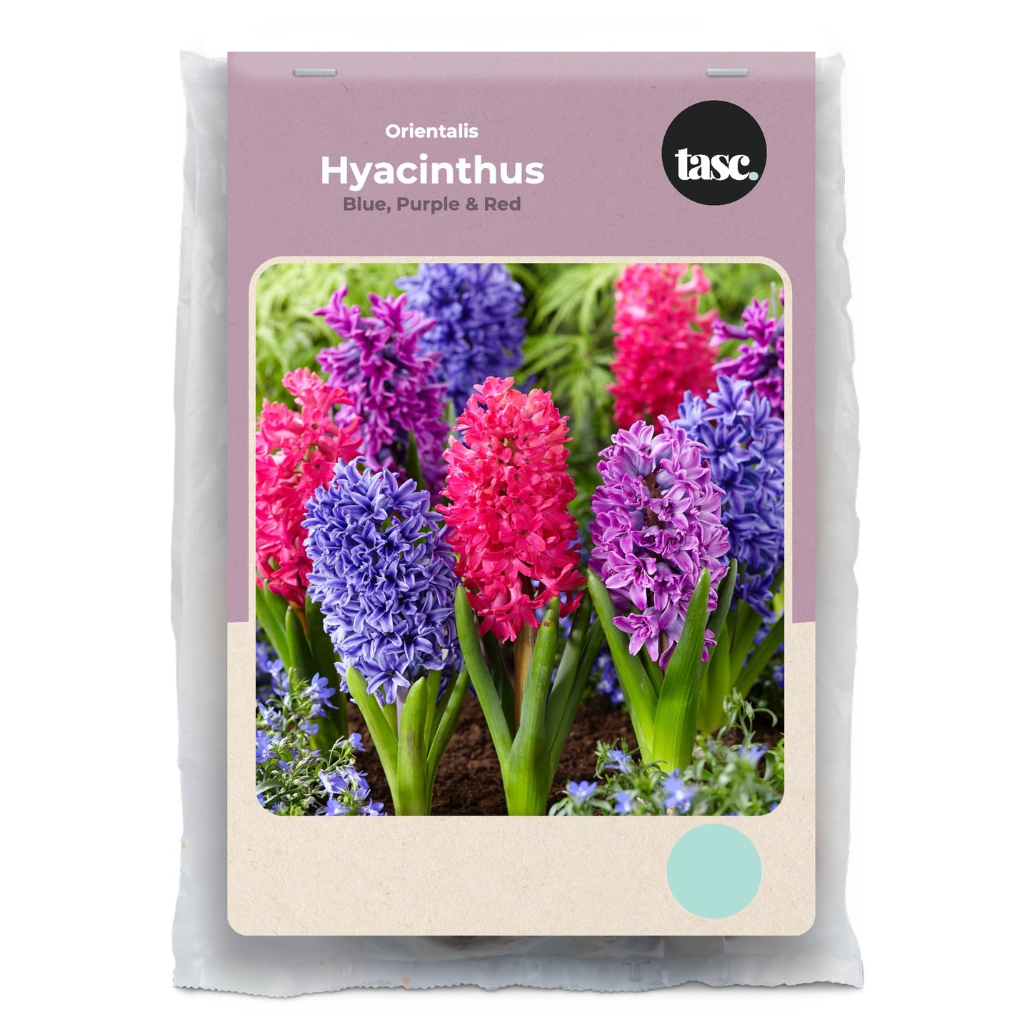 Orientalis Blue, Purple & Red Hyacinth