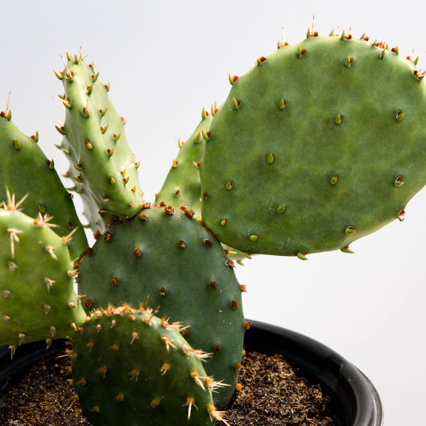 Eastern Prickly Pear Cactus