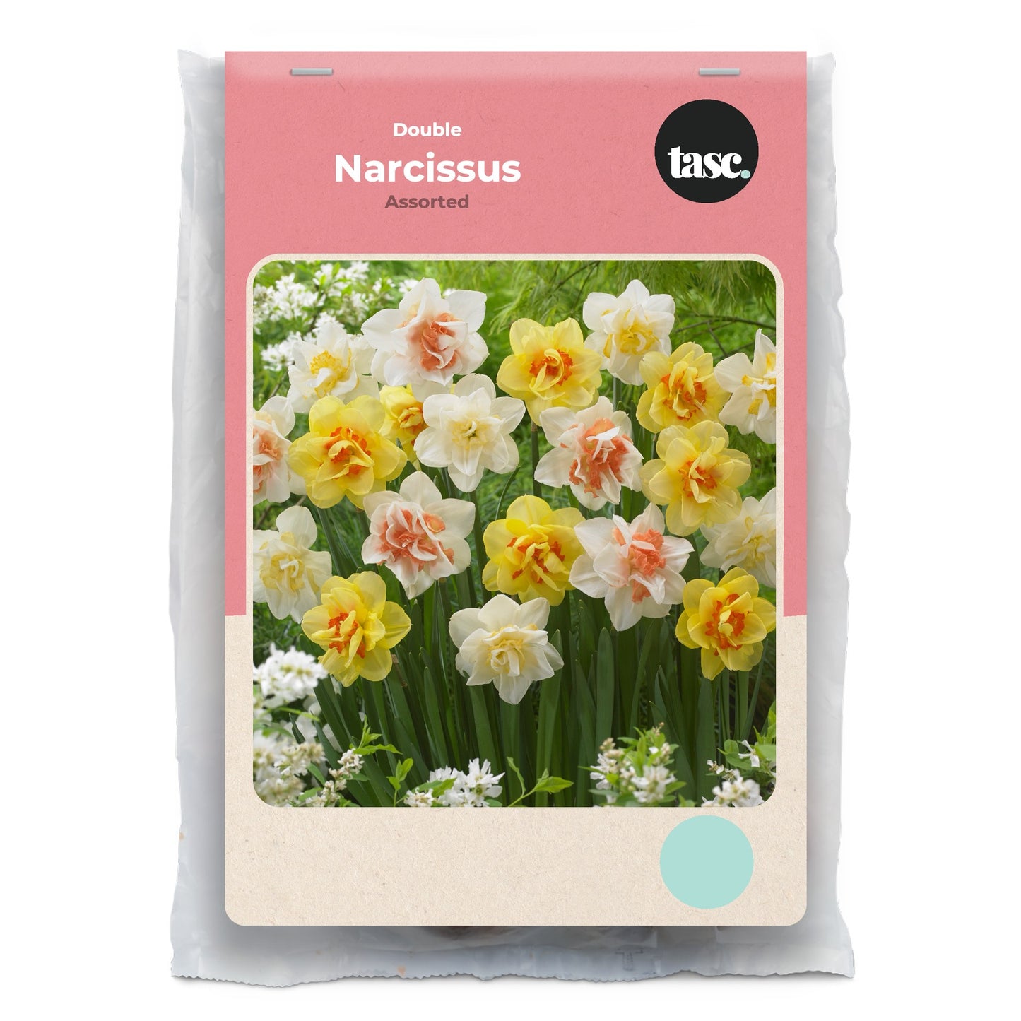 Double Assorted Daffodil
