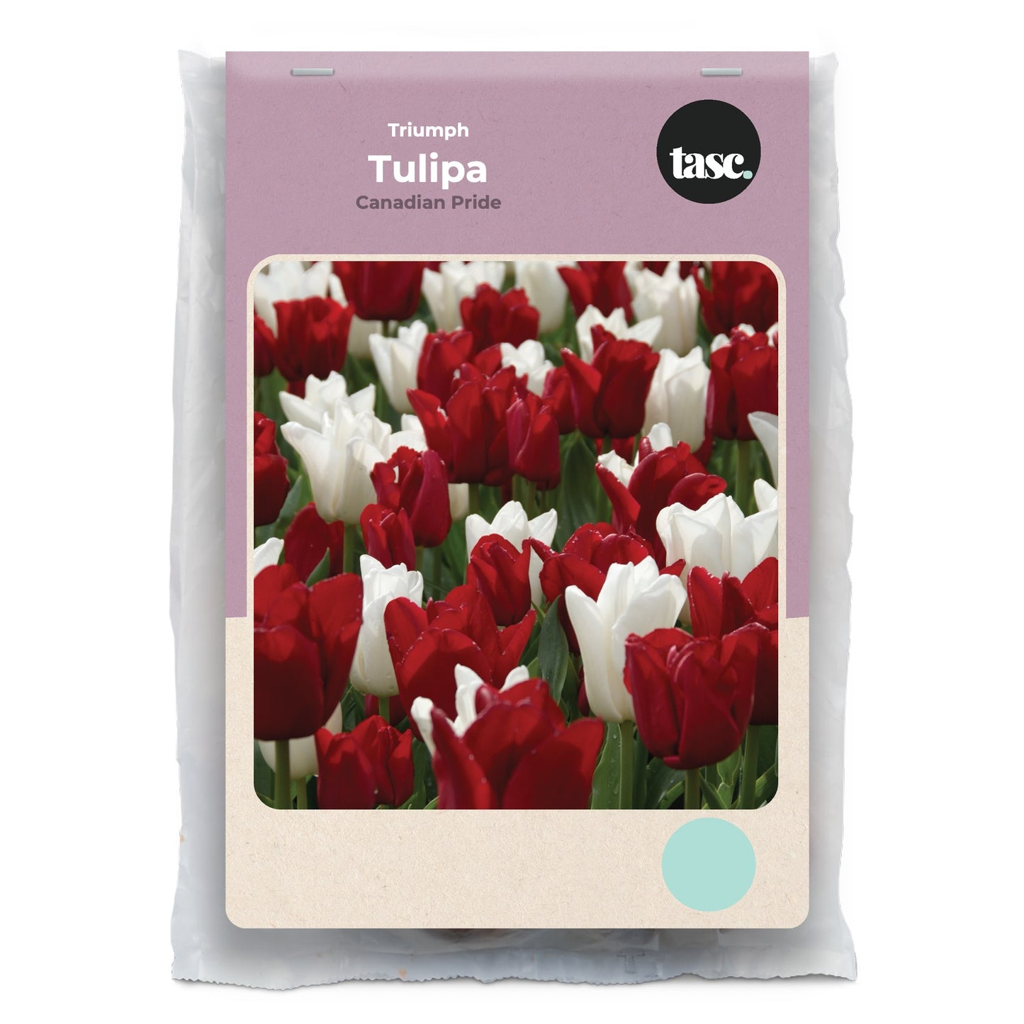 Triumph Canadian Pride Tulip