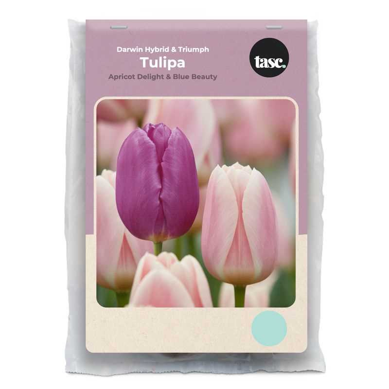 Darwin Hybrid & Triumph Apricot Delight & Blue Beauty Tulip