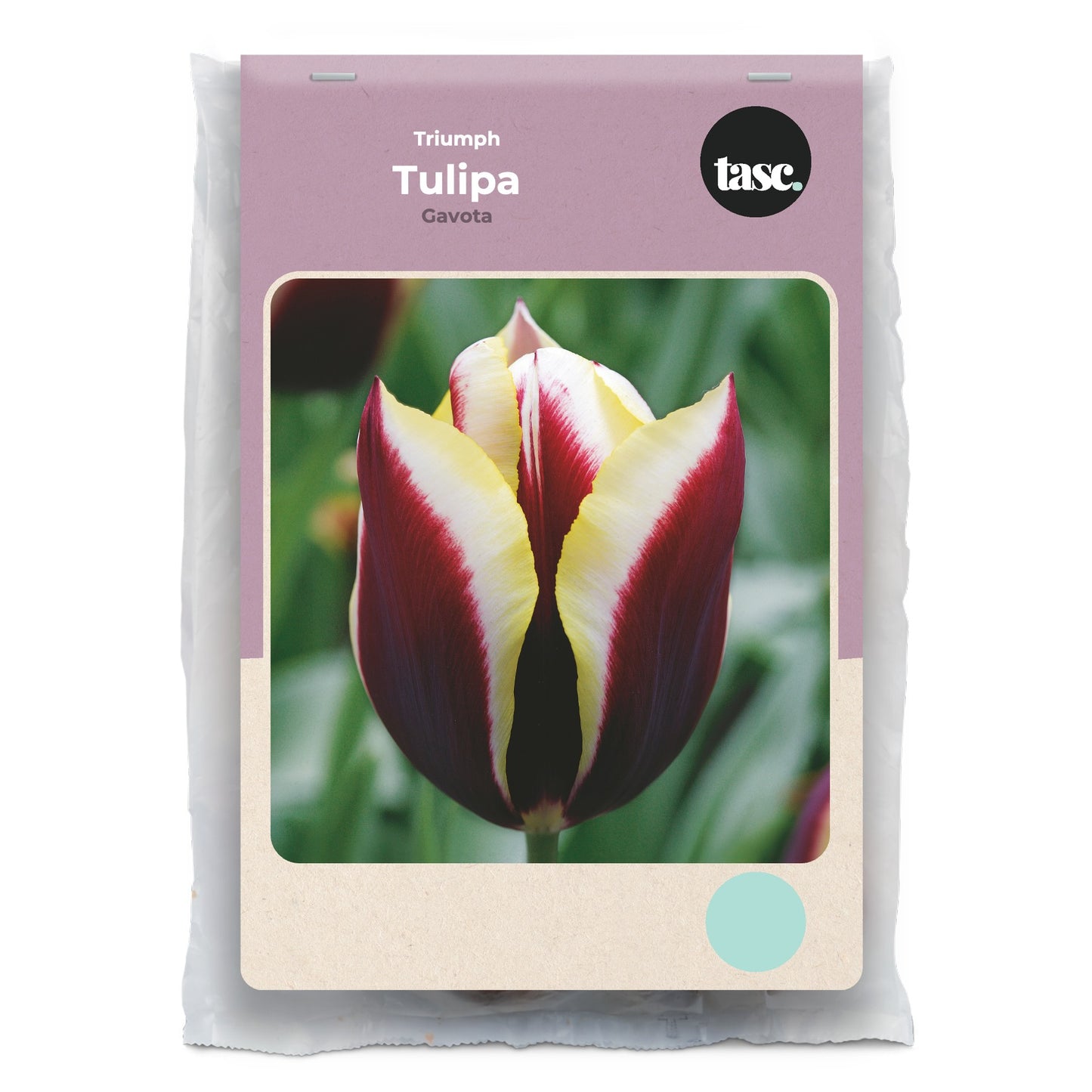 Triumph Gavota Tulip