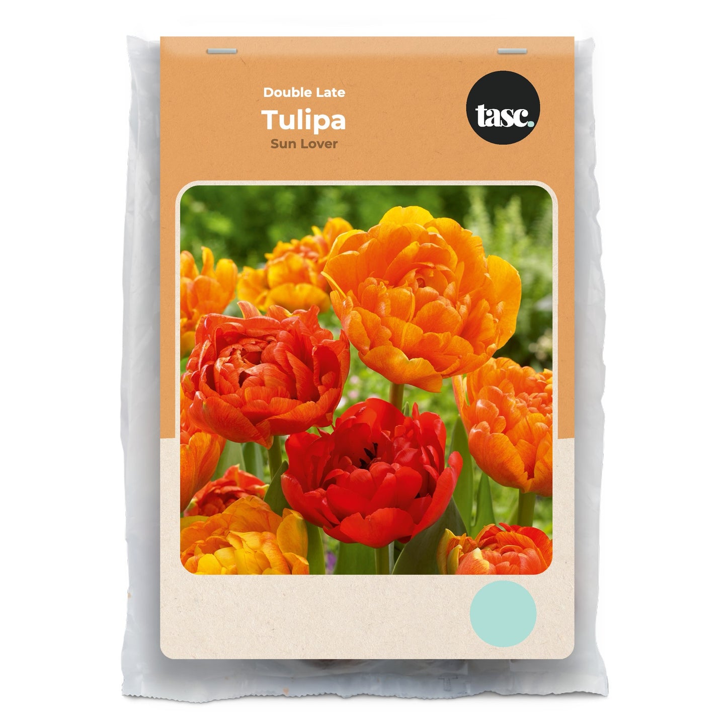 Double Late Sun Lover Tulip