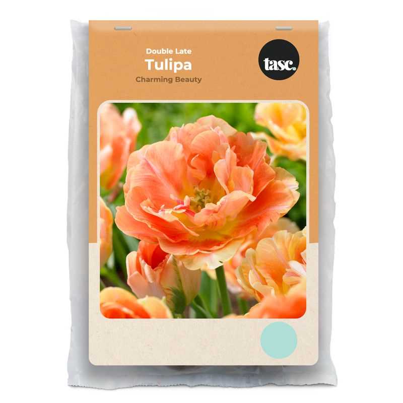 Double Late Charming Beauty Tulip