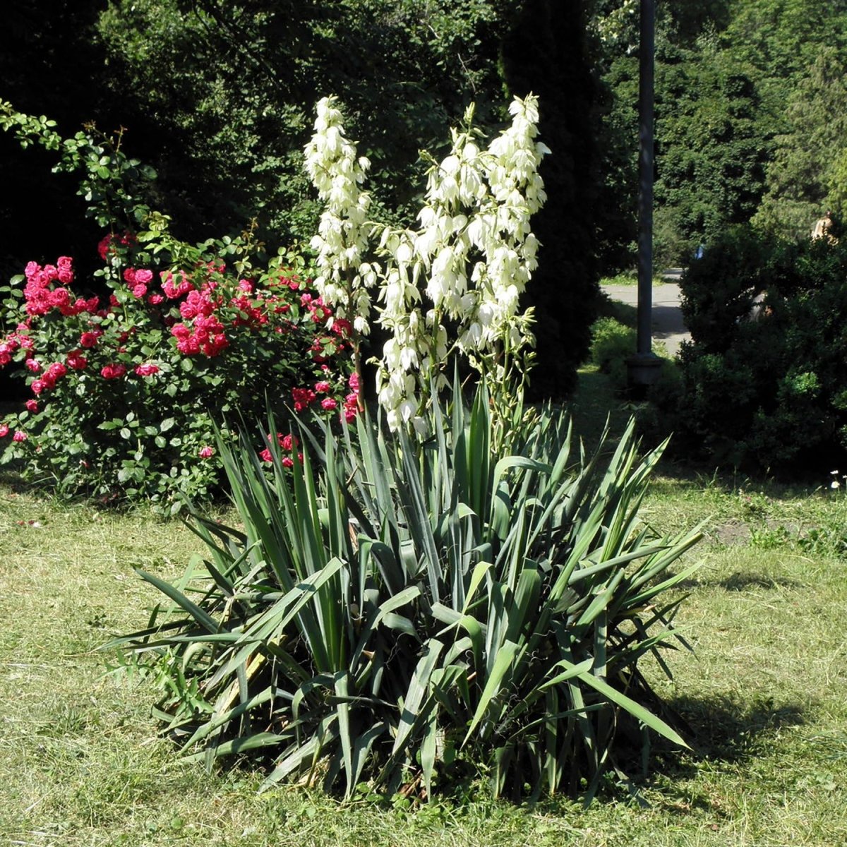 Adam's Needle Yucca - LandscapeDirect