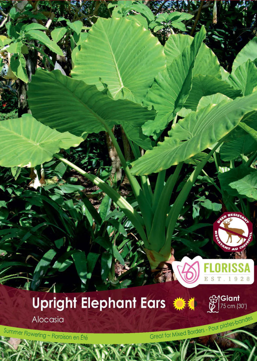 Alocasia Upright Elephant Ears - LandscapeDirect