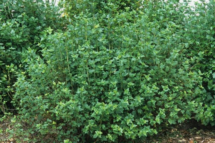 Alpine Currant - LandscapeDirect