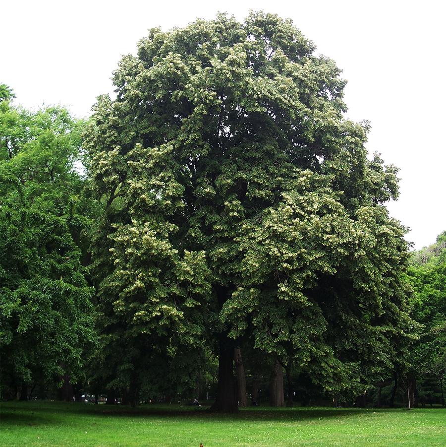 American Linden - LandscapeDirect