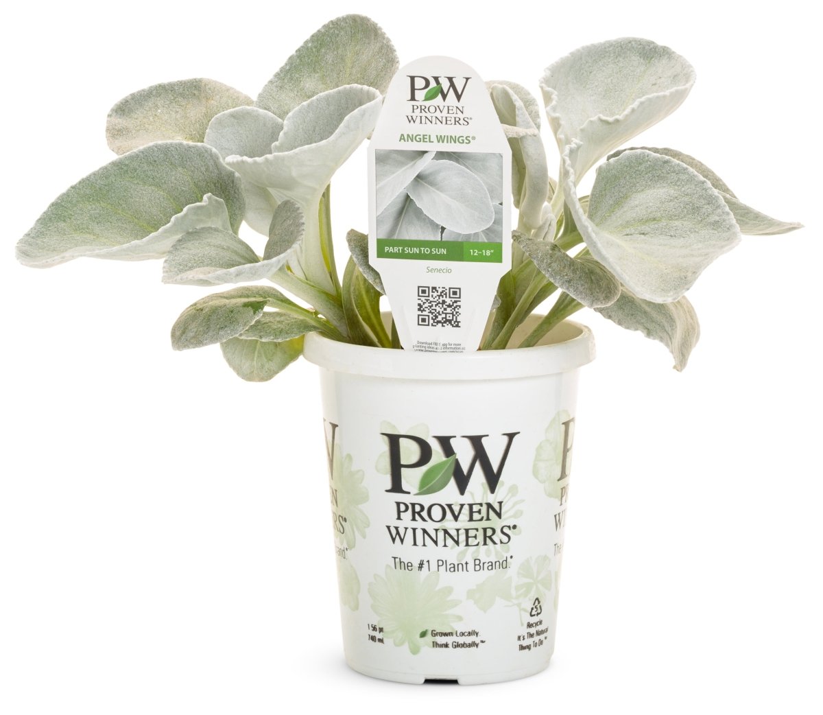 Angel Wings Sea Cabbage - LandscapeDirect