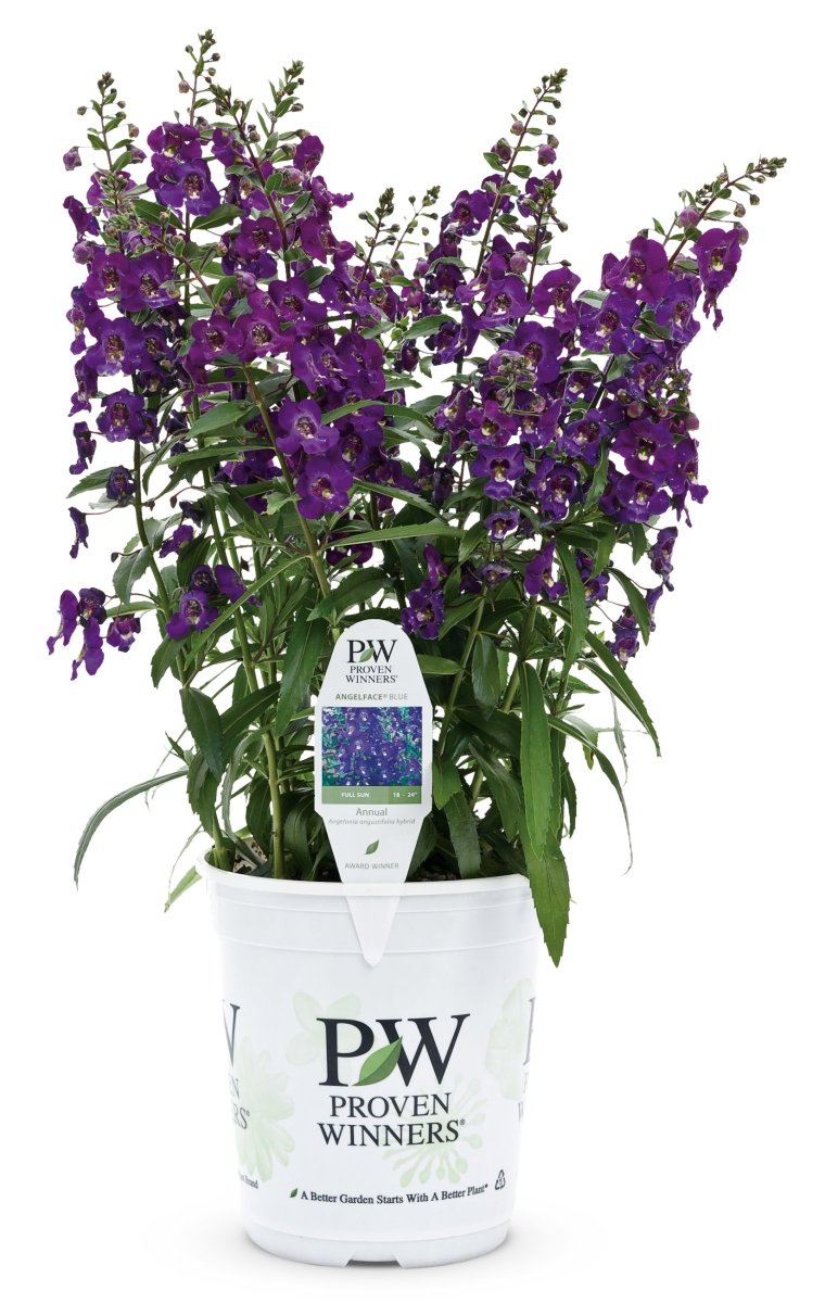 Angelonia Angelface Blue - LandscapeDirect