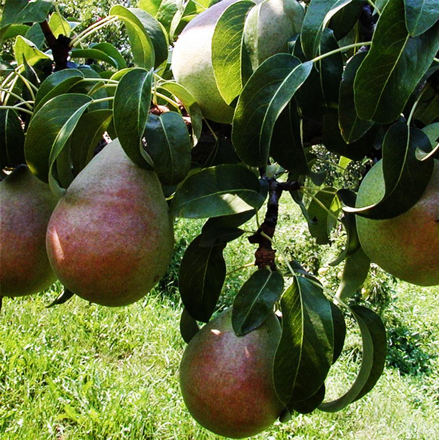 Anjou Pear - LandscapeDirect