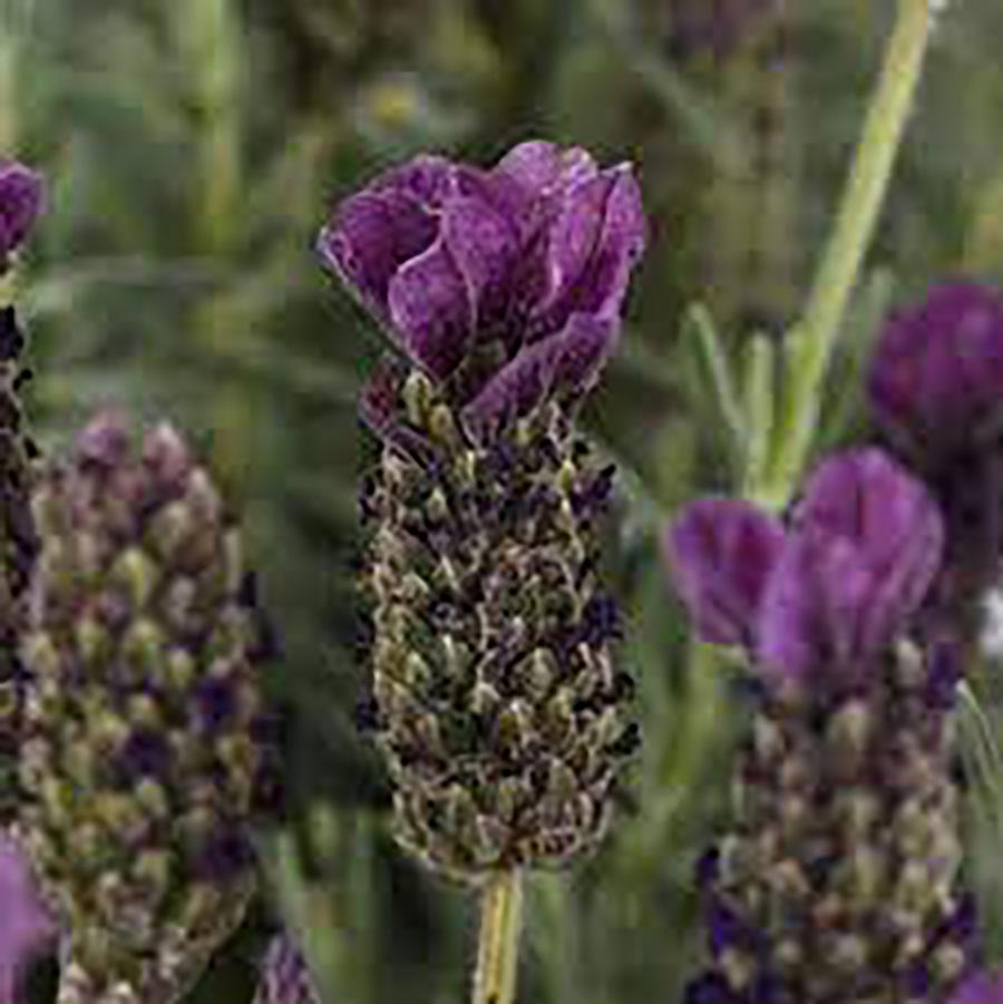 Anouk Spanish Lavender (Standard) - LandscapeDirect