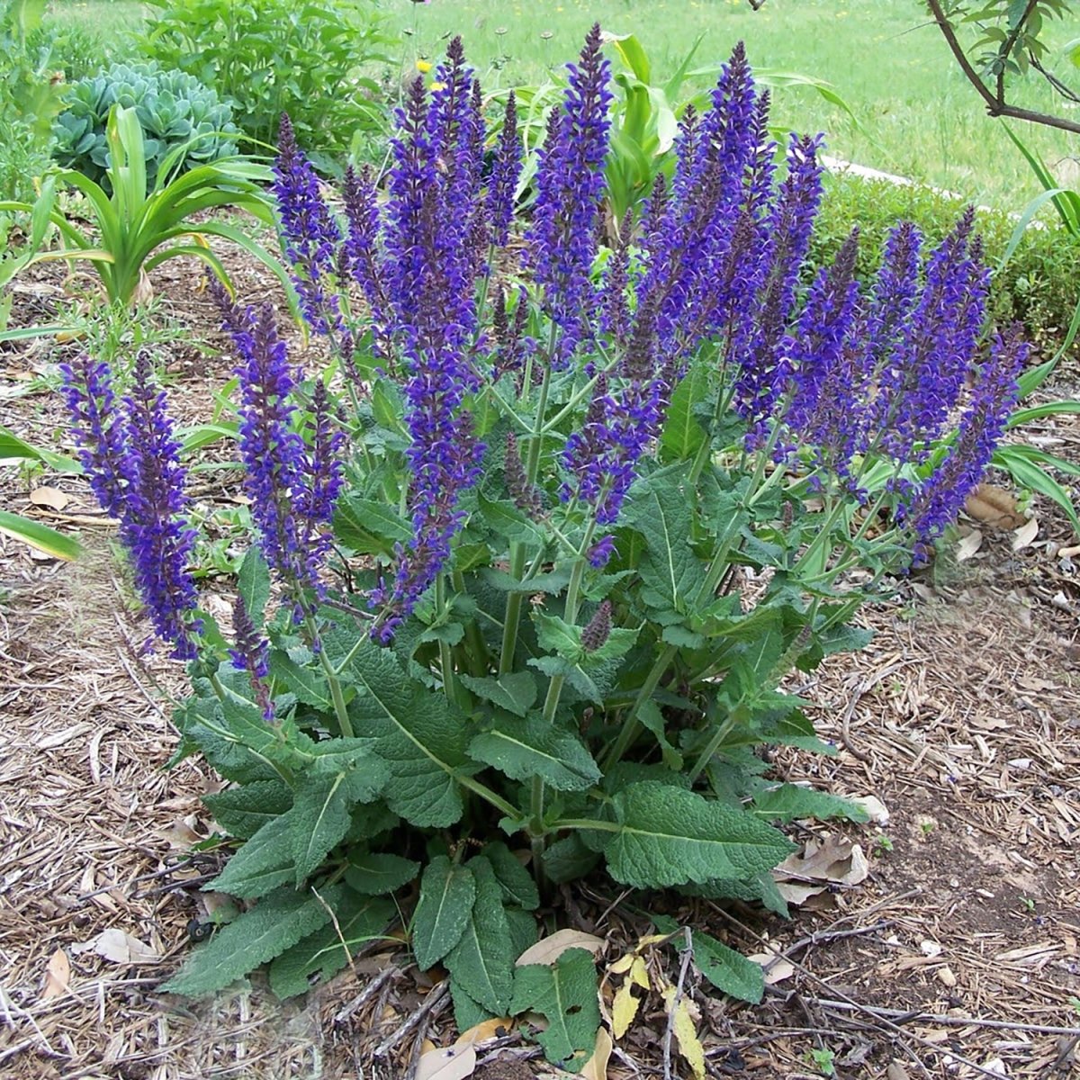 April Night Meadow Sage - LandscapeDirect