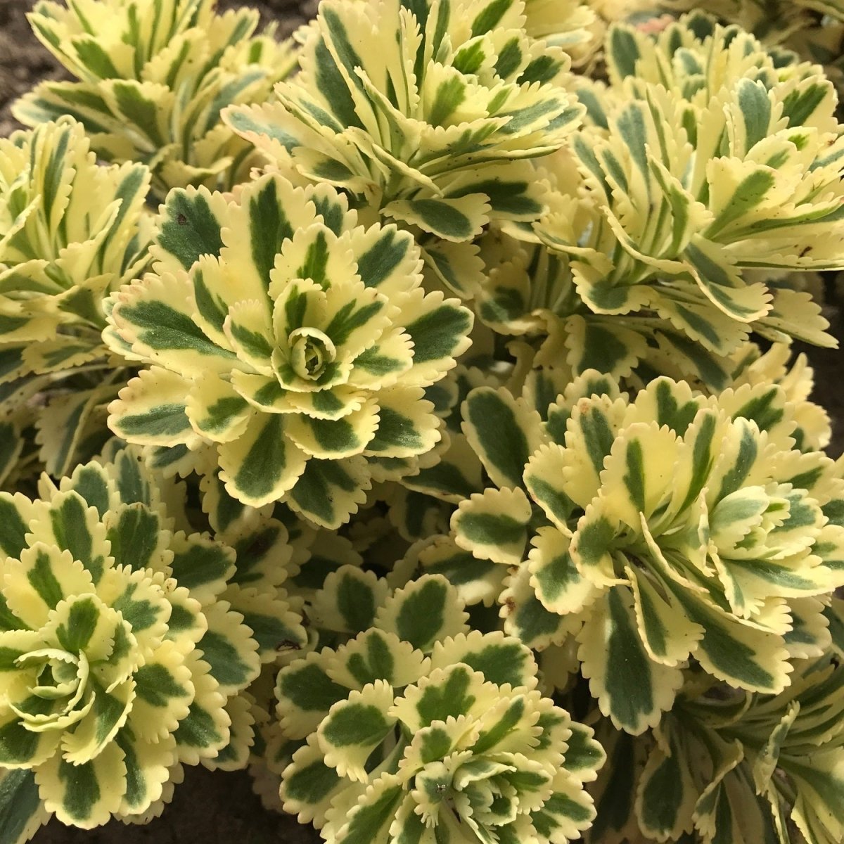 Atlantis Sedum - LandscapeDirect