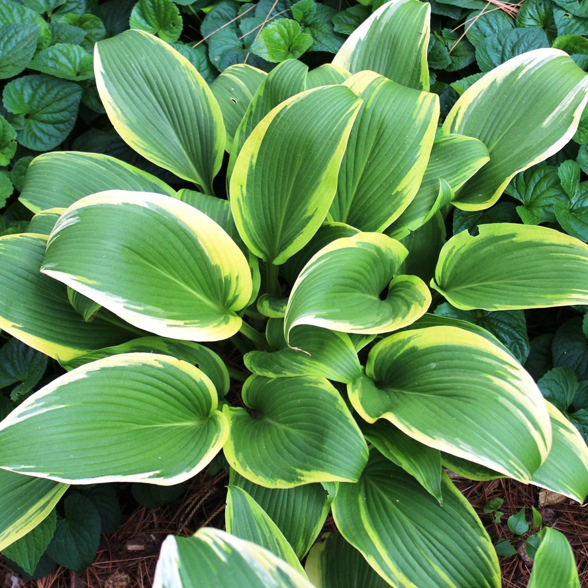 Aureomarginata Fortune's Hosta - LandscapeDirect