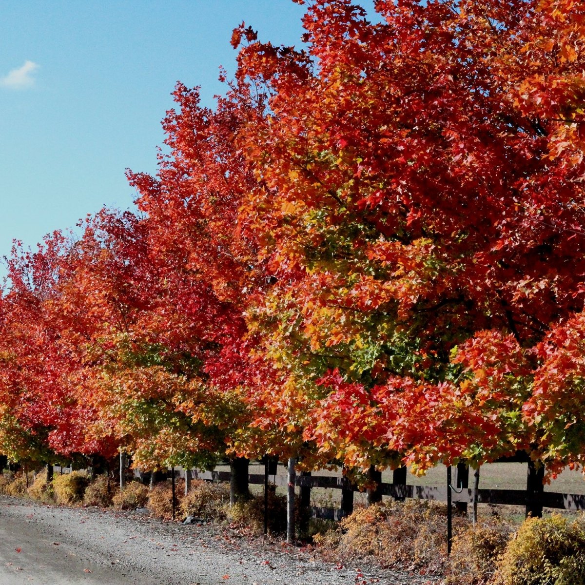 Autumn Blaze Freeman Maple - LandscapeDirect