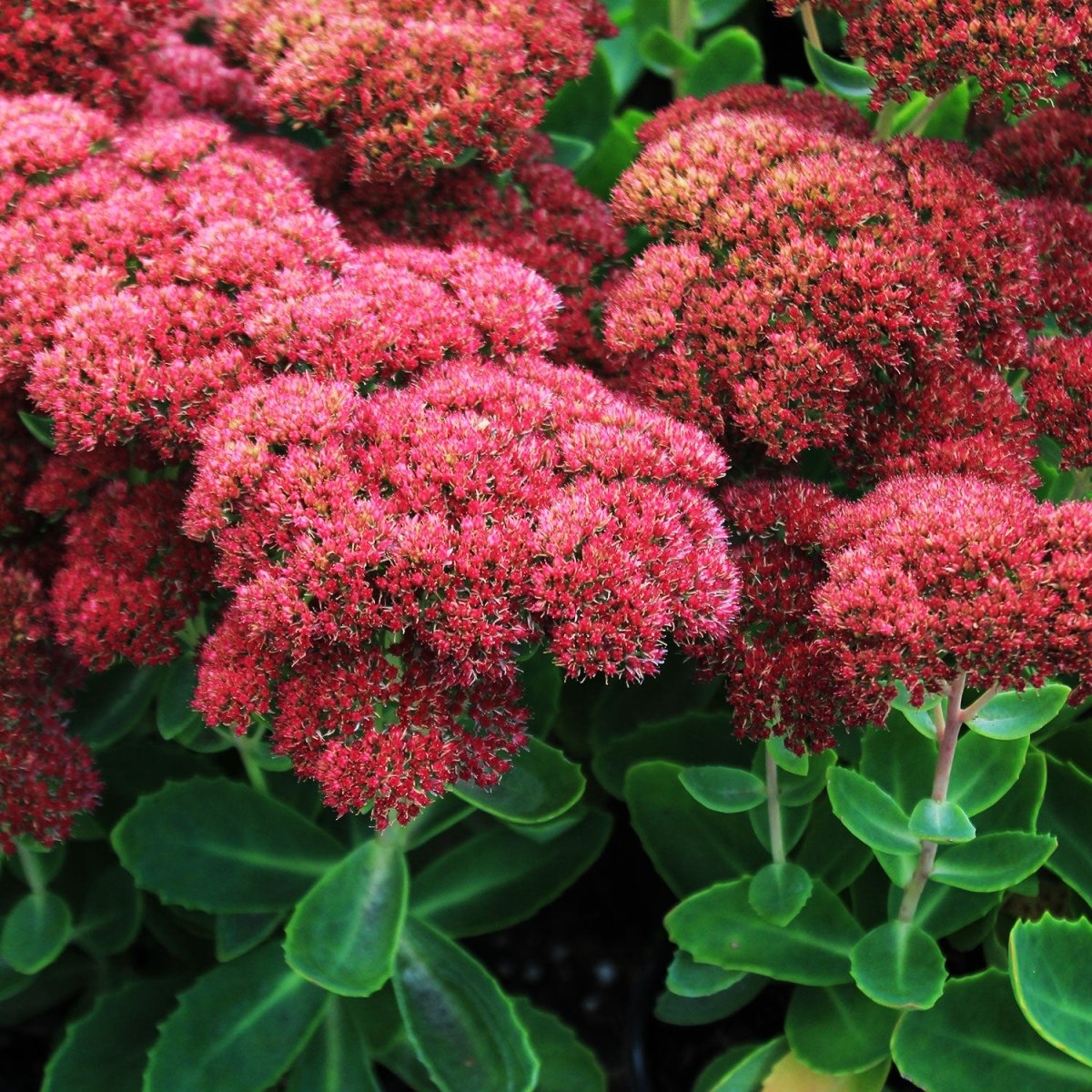 Autumn Fire Stonecrop - LandscapeDirect