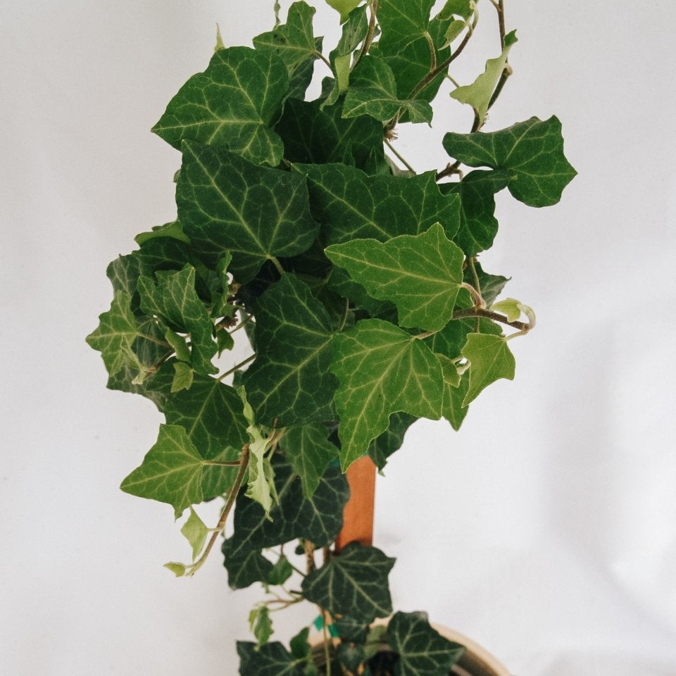 Baltic Ivy - LandscapeDirect