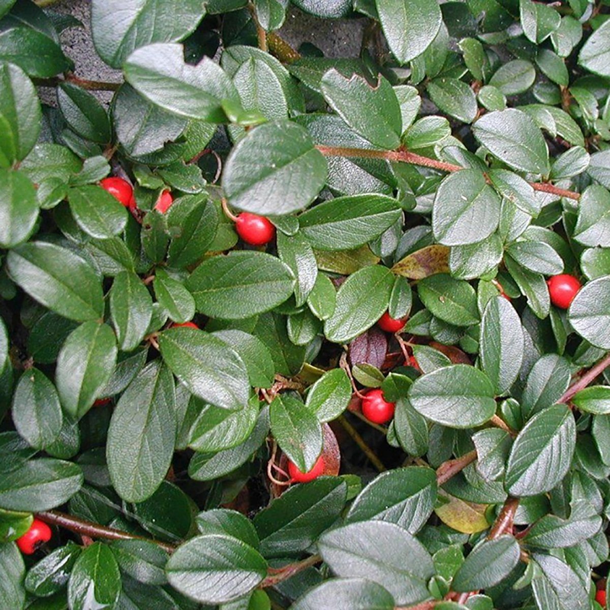 Bearberry Cotoneaster - LandscapeDirect