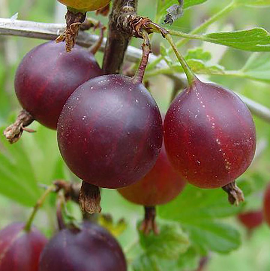 Black Velvet Gooseberry - LandscapeDirect