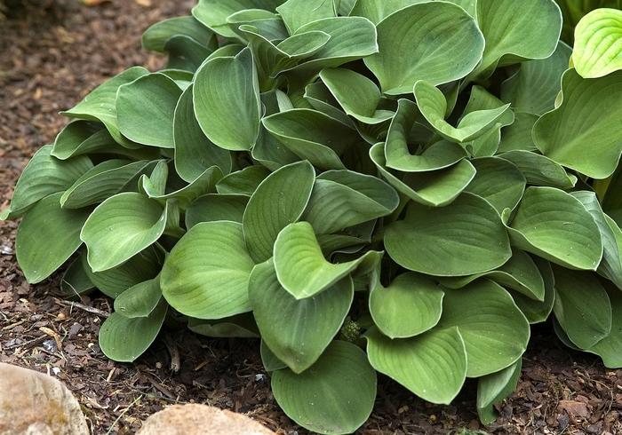 Blue Mouse Ears Hosta - LandscapeDirect