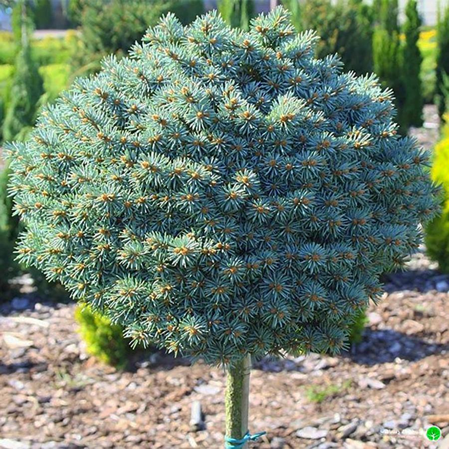 Blue Pearl Colorado Spruce - Standard - LandscapeDirect