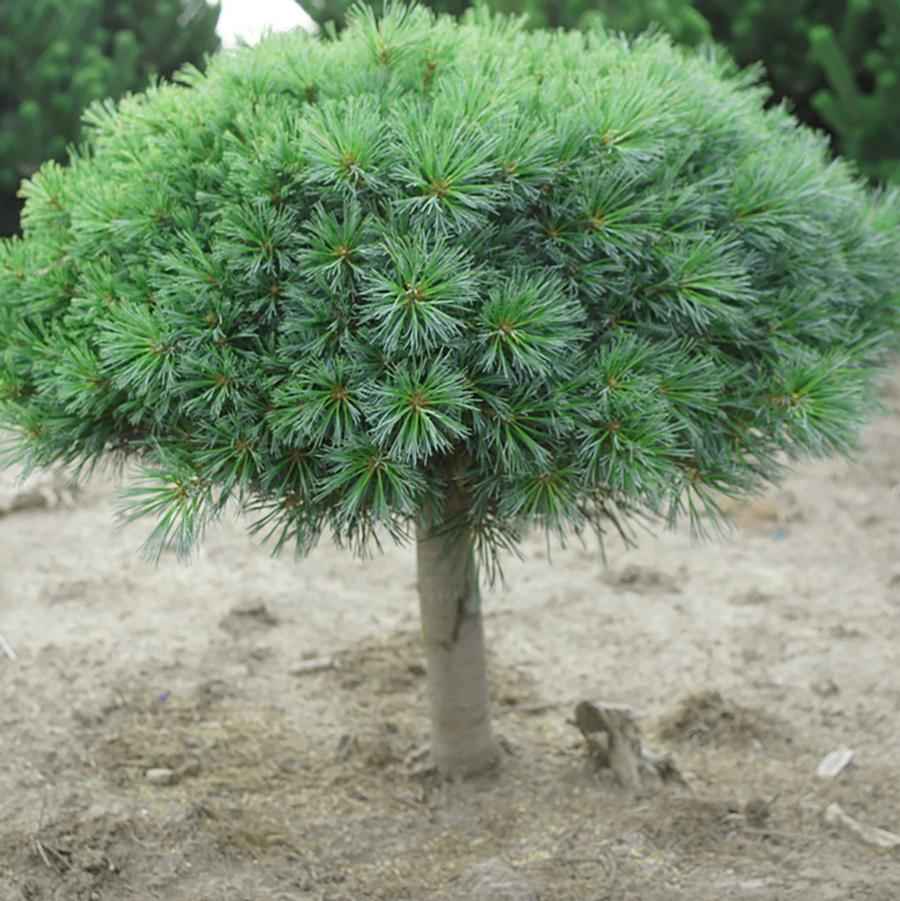Blue Shag Eastern White Pine - Standard - LandscapeDirect