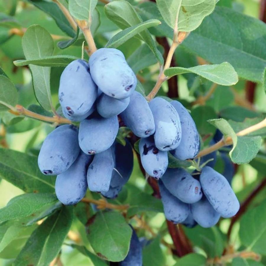 Boreal Blizzard Honeyberry - LandscapeDirect