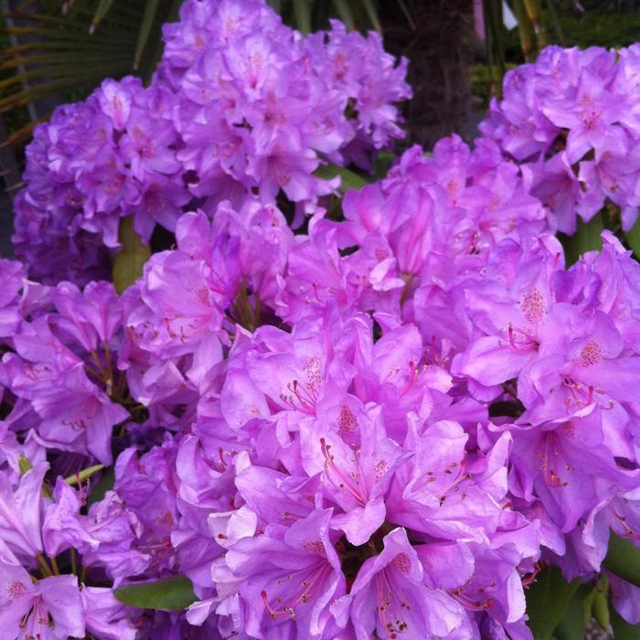 Boursault Catawba Rhododendron - LandscapeDirect