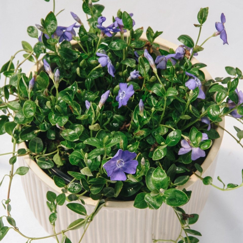 Bowles Periwinkle - LandscapeDirect