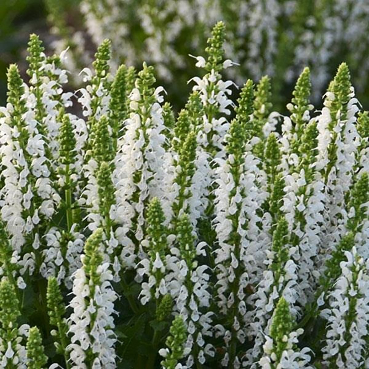 Bumblesnow Meadow Sage - LandscapeDirect