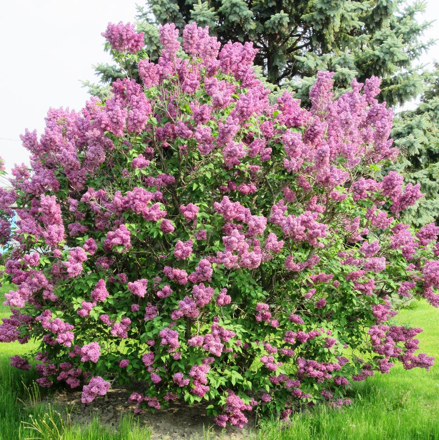 Burgundy Queen Lilac - LandscapeDirect