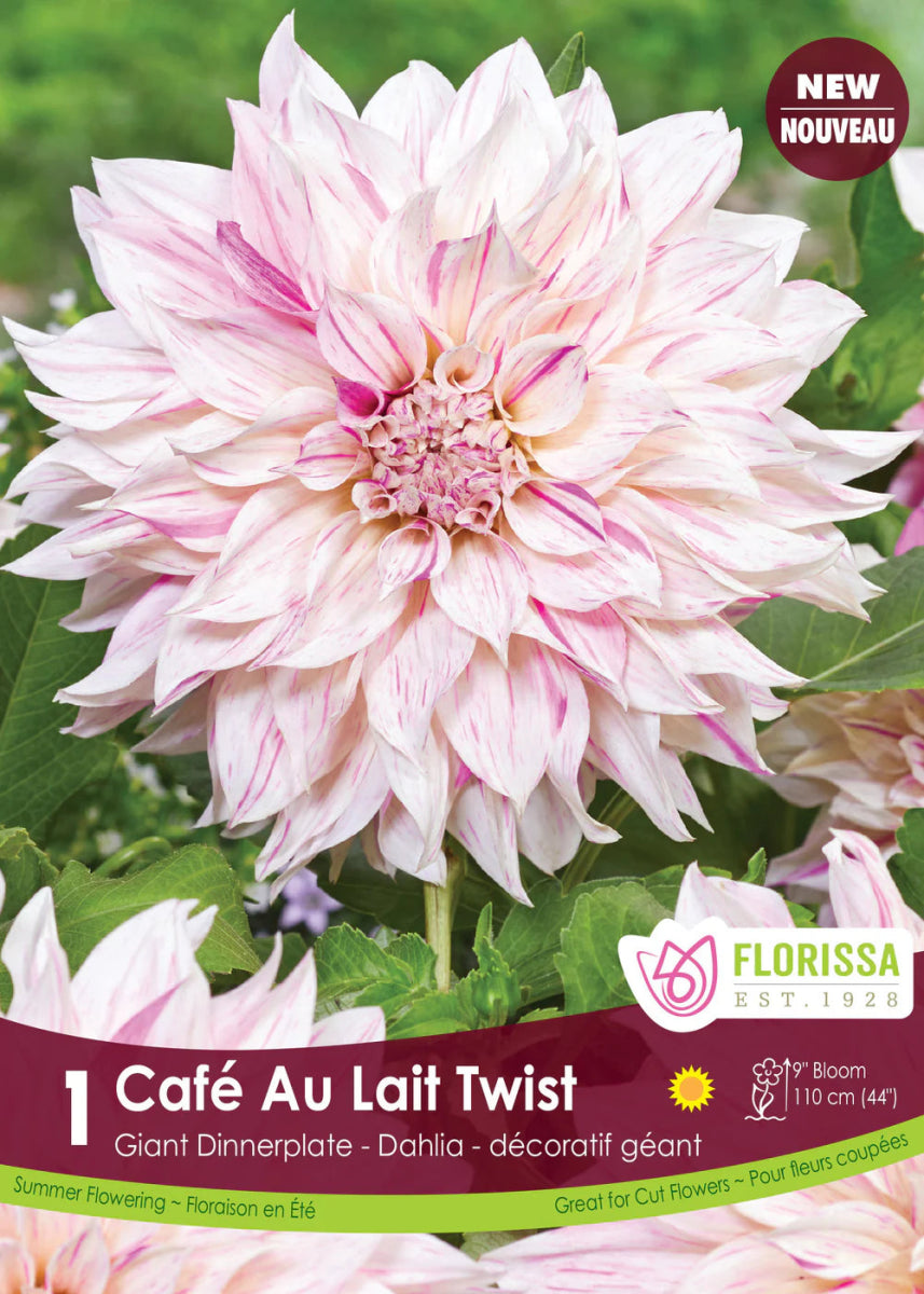 Cafe au Lait Twist Dinnerplate Dahlia - LandscapeDirect