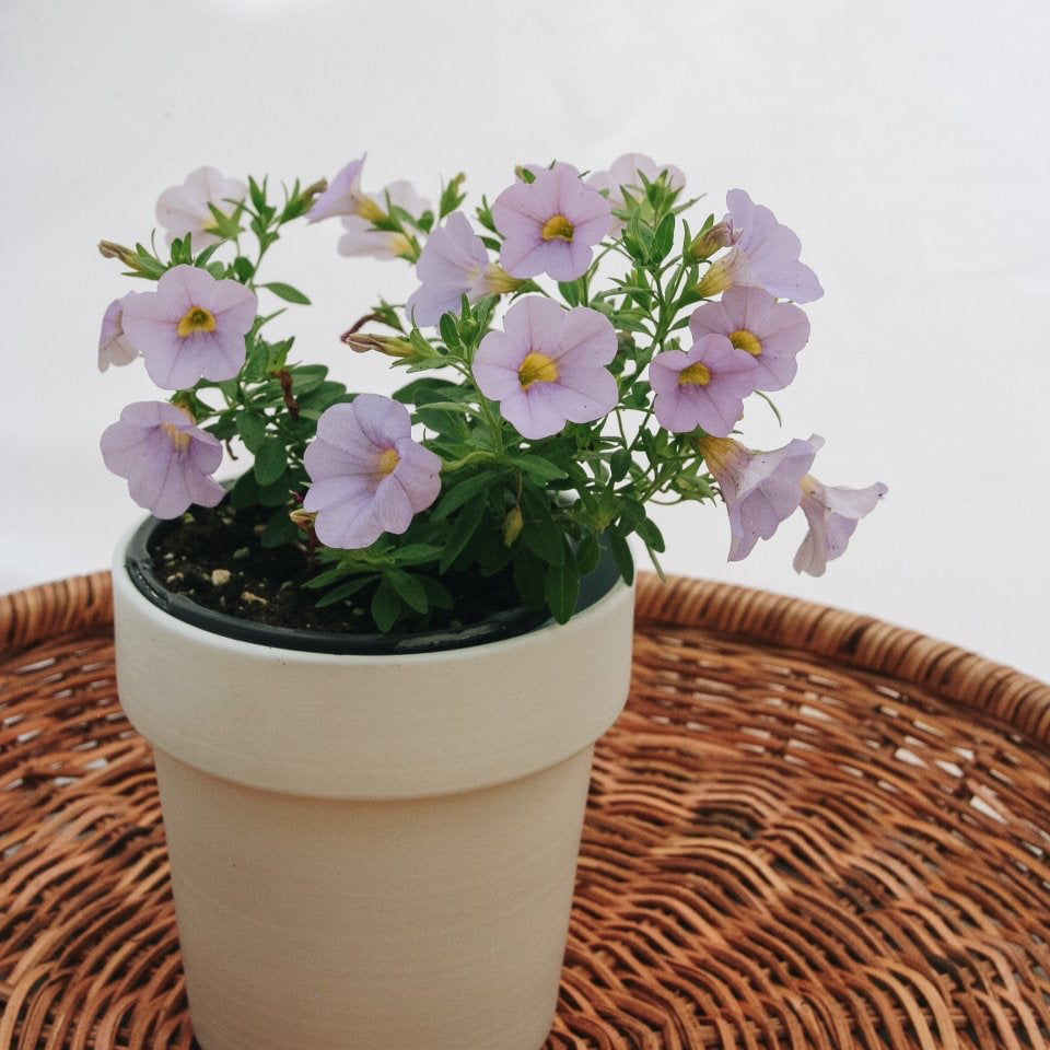 Calibrachoa Superbells Miss Lilac - LandscapeDirect