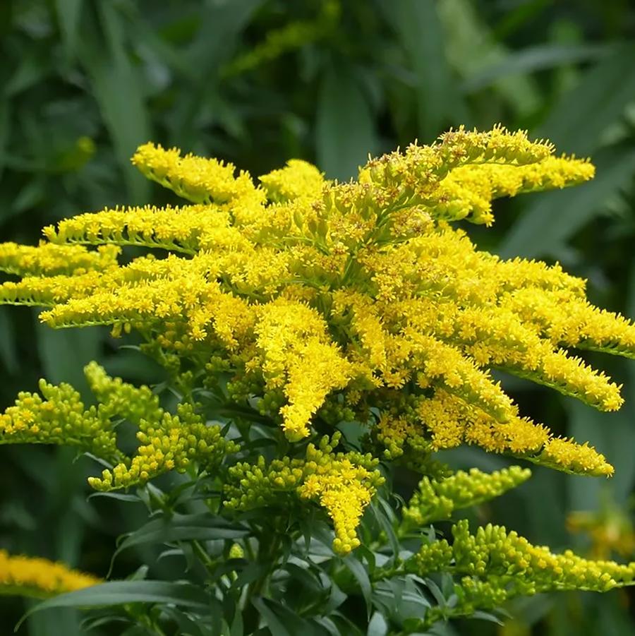 Canada Goldenrod - LandscapeDirect