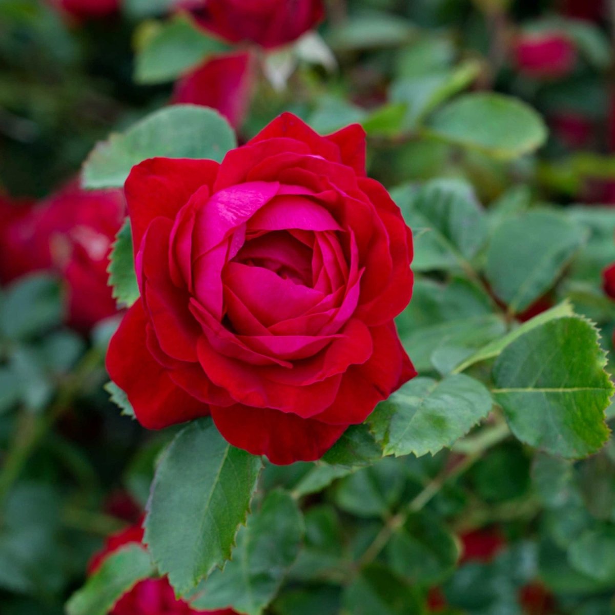 Canadian Shield Rose - LandscapeDirect