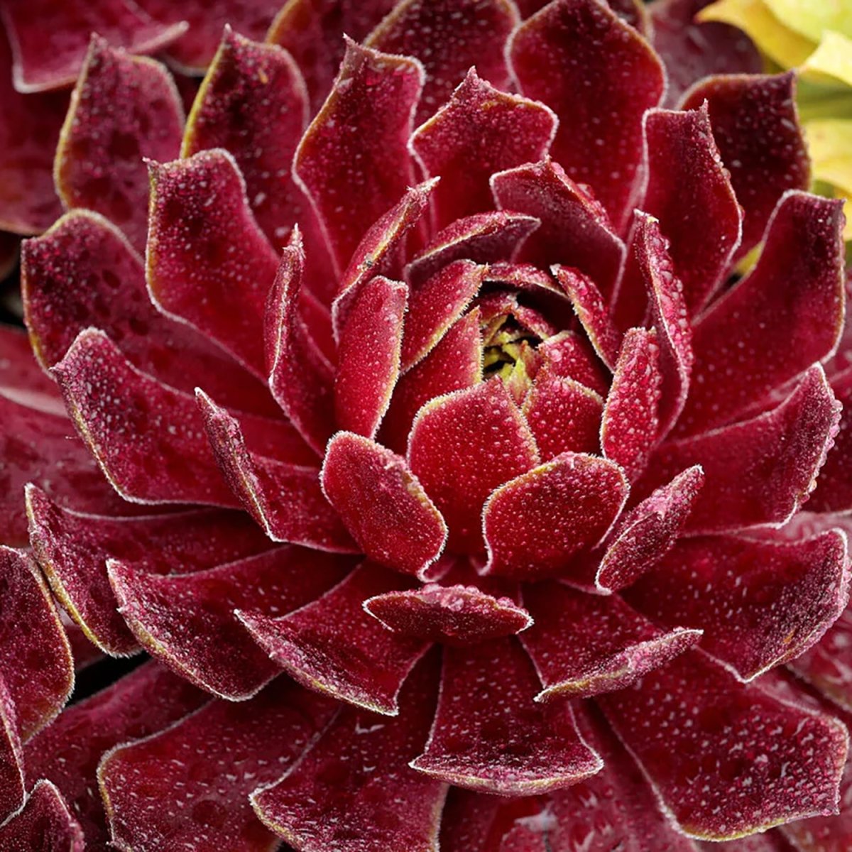 Candied Apple Hen and Chicks - LandscapeDirect