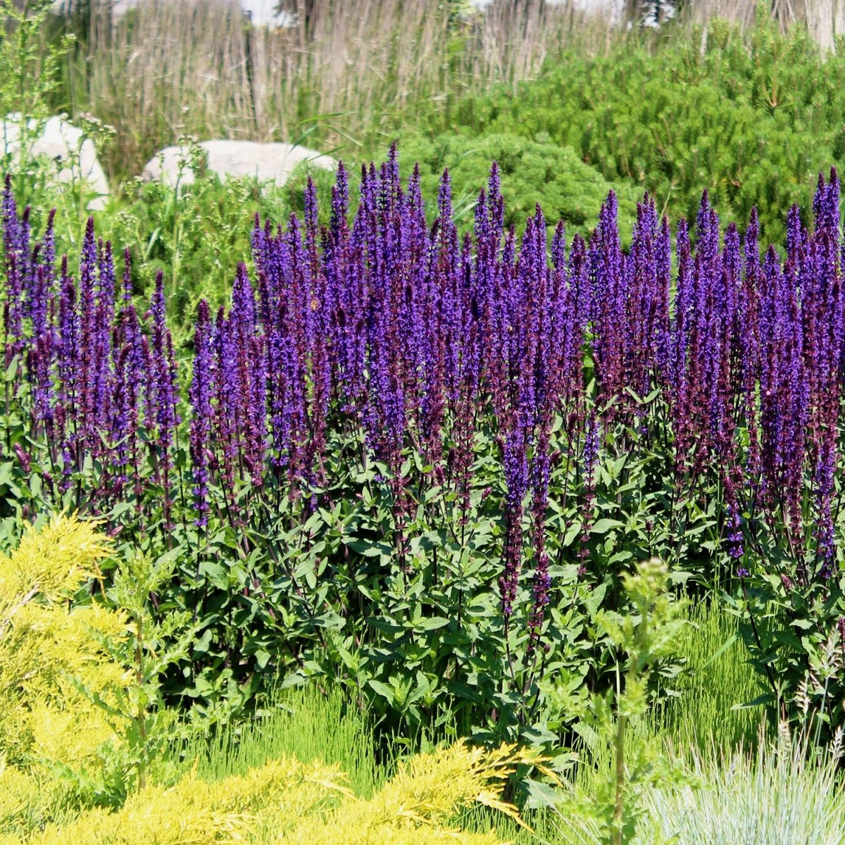 Caramia Meadow Sage - LandscapeDirect