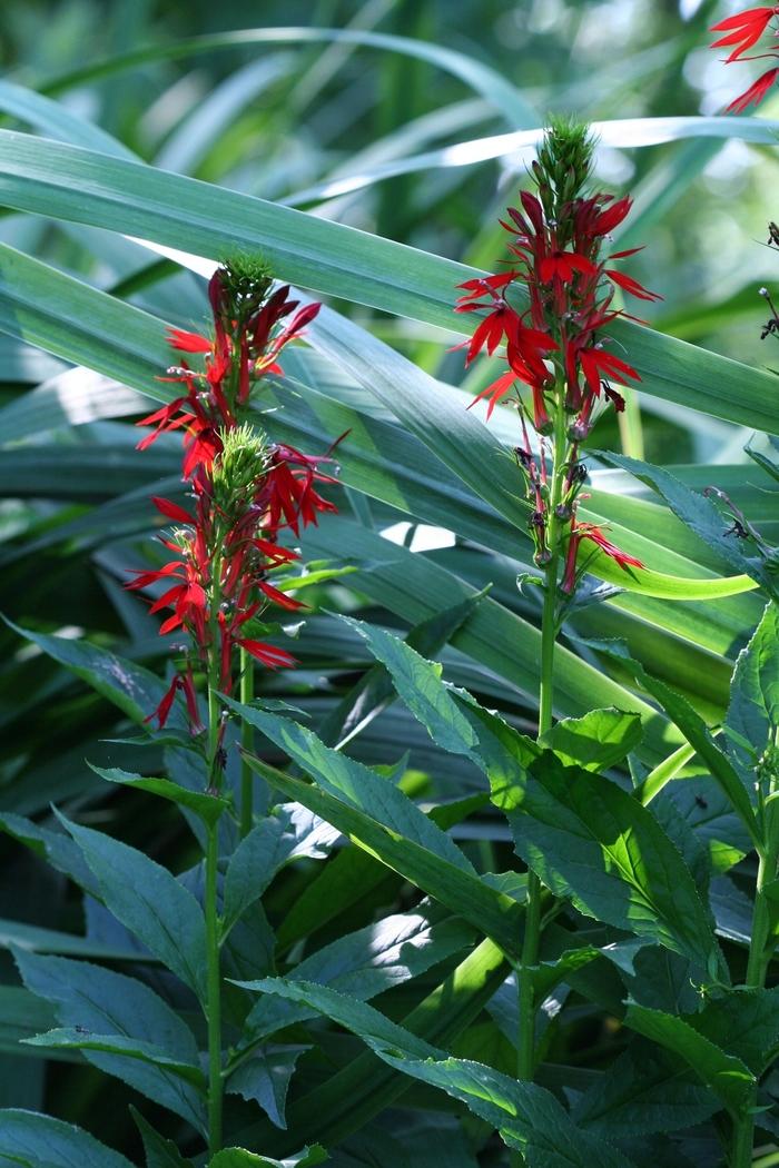 Cardinal Flower - LandscapeDirect