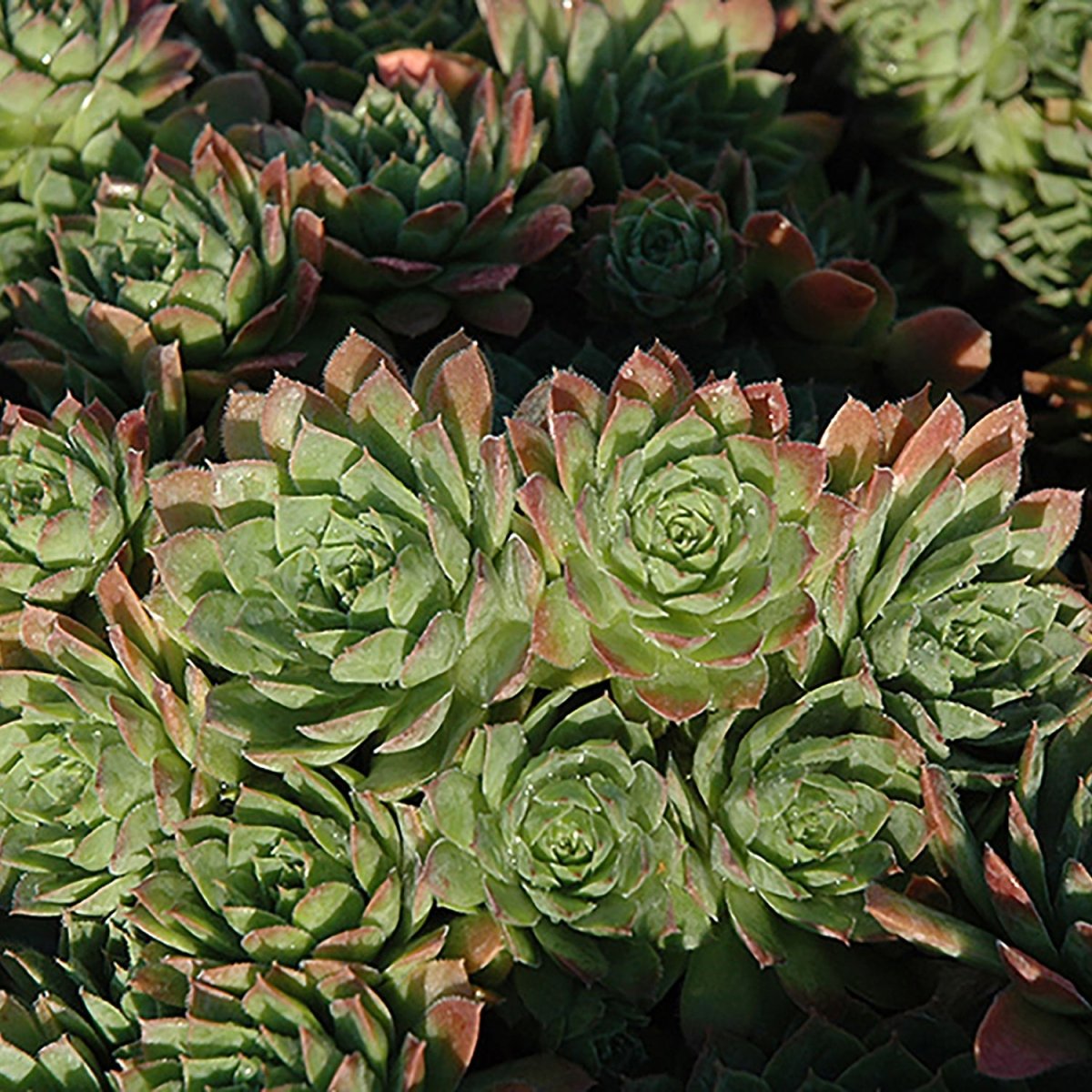 Carmen Hens and Chicks - LandscapeDirect