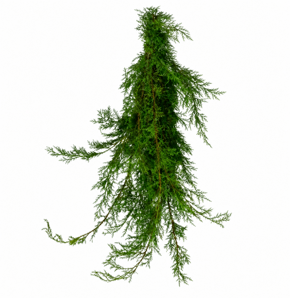Carolina Sapphire Boughs - LandscapeDirect