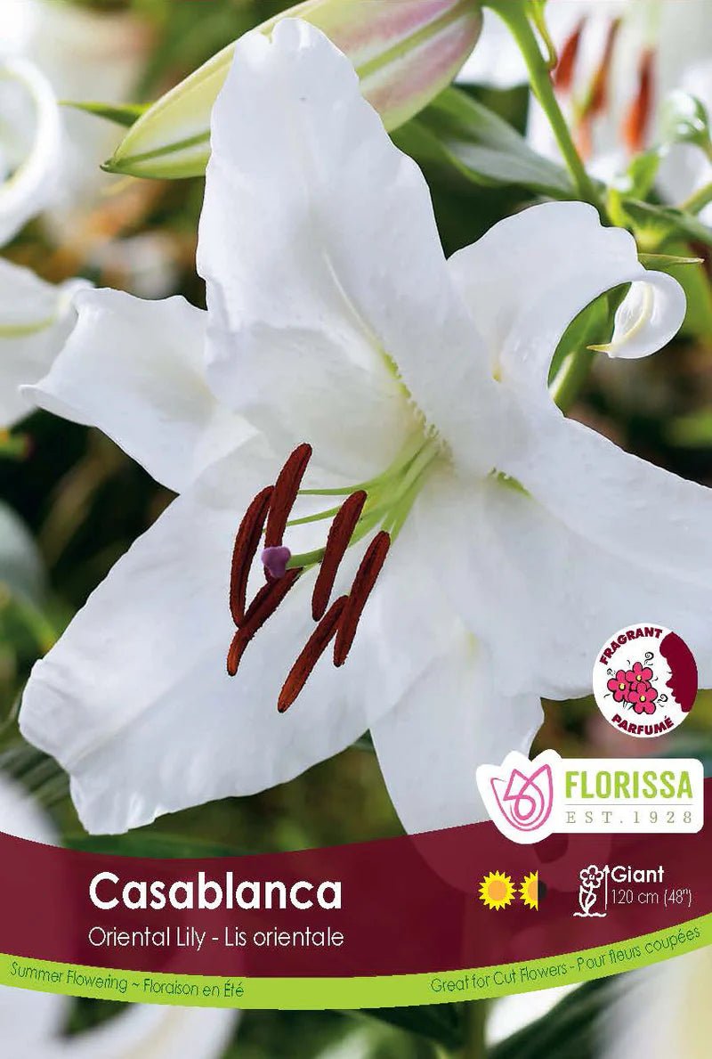 Casablanca Oriental Lily - LandscapeDirect