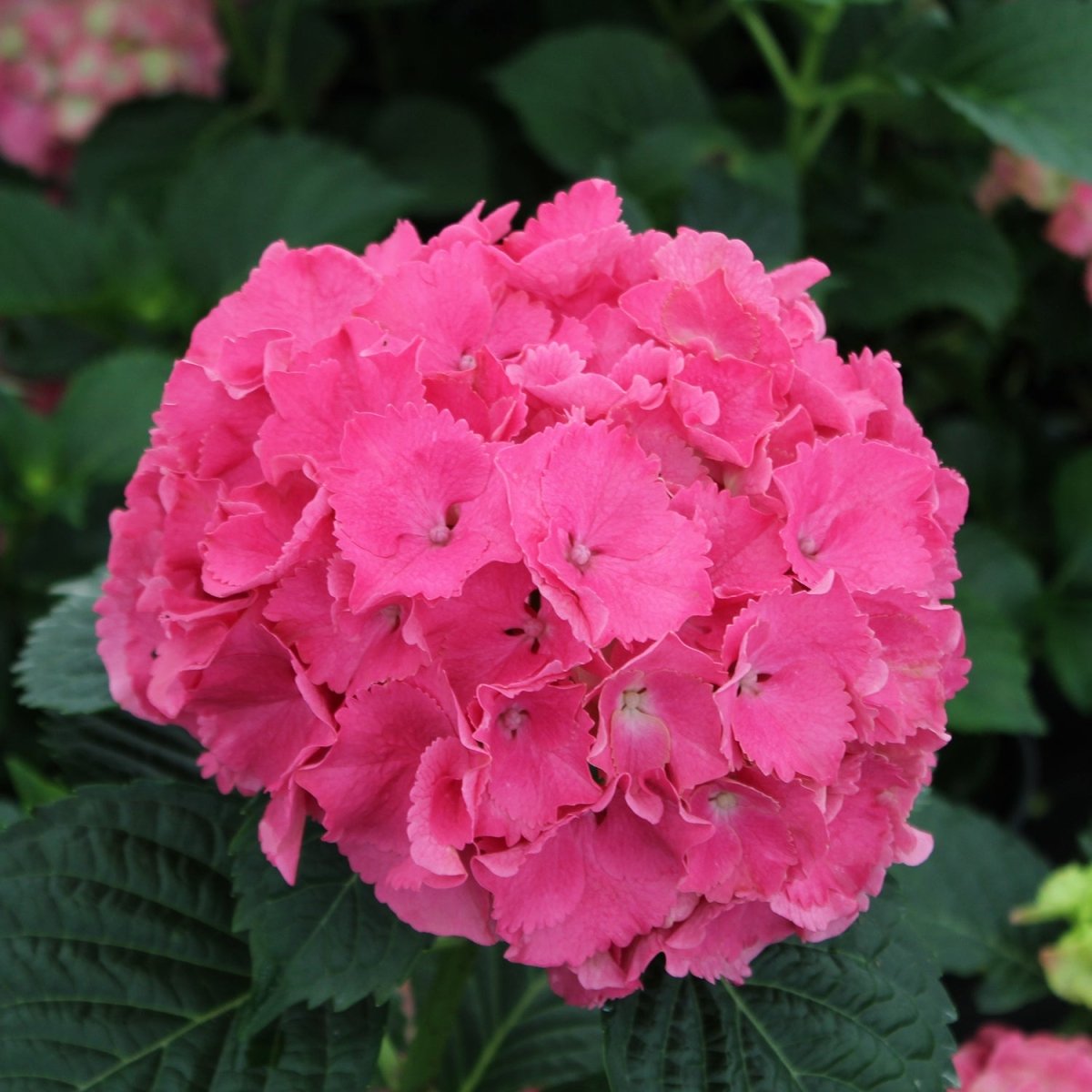 Charm Bigleaf Hydrangea - LandscapeDirect