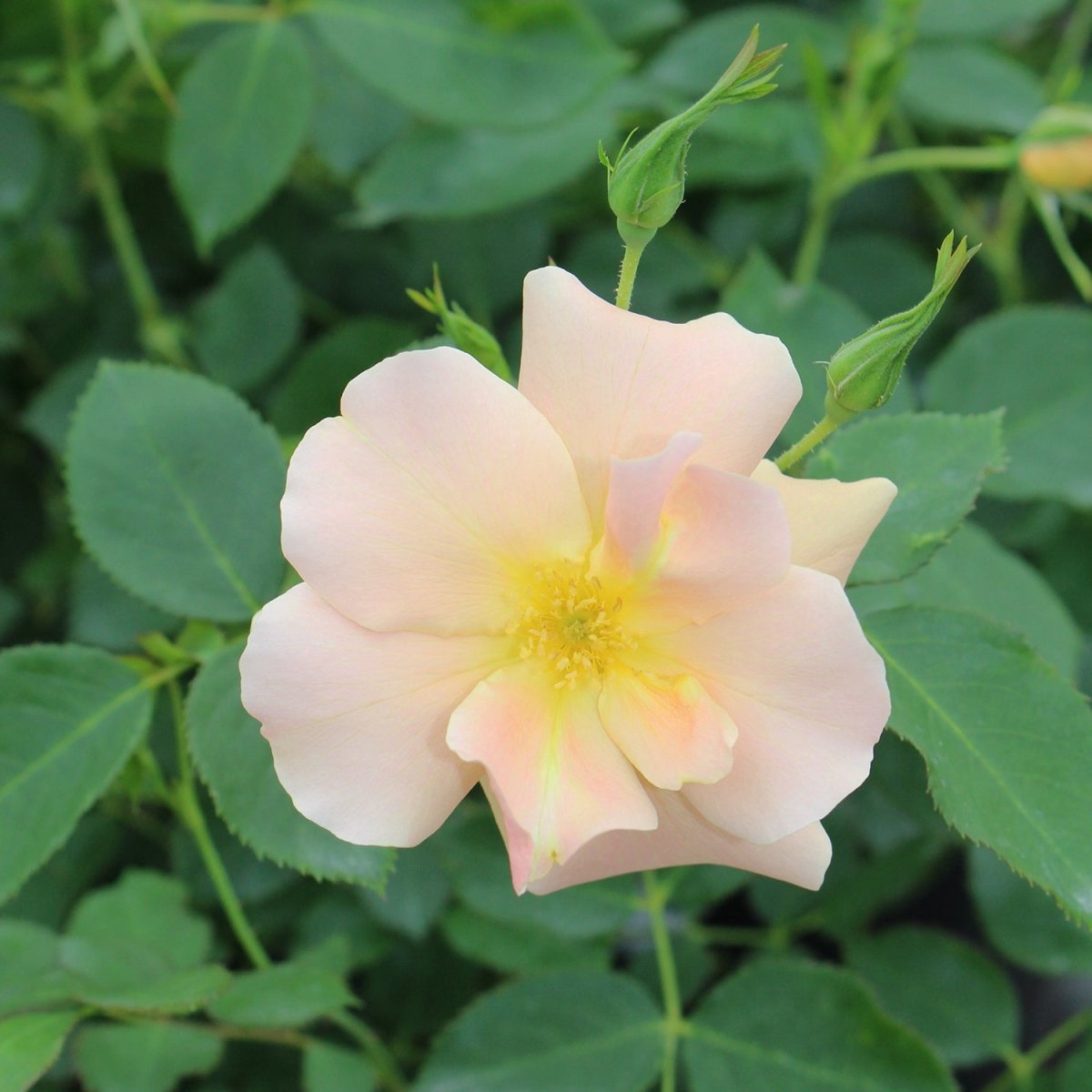 Chinook Sunrise Rose - LandscapeDirect