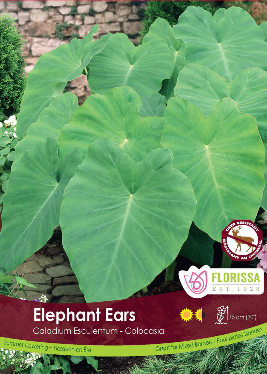 Colocasia Elephant Ears - LandscapeDirect