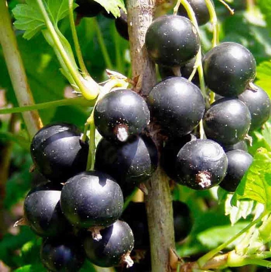 Consort Black Currant - LandscapeDirect