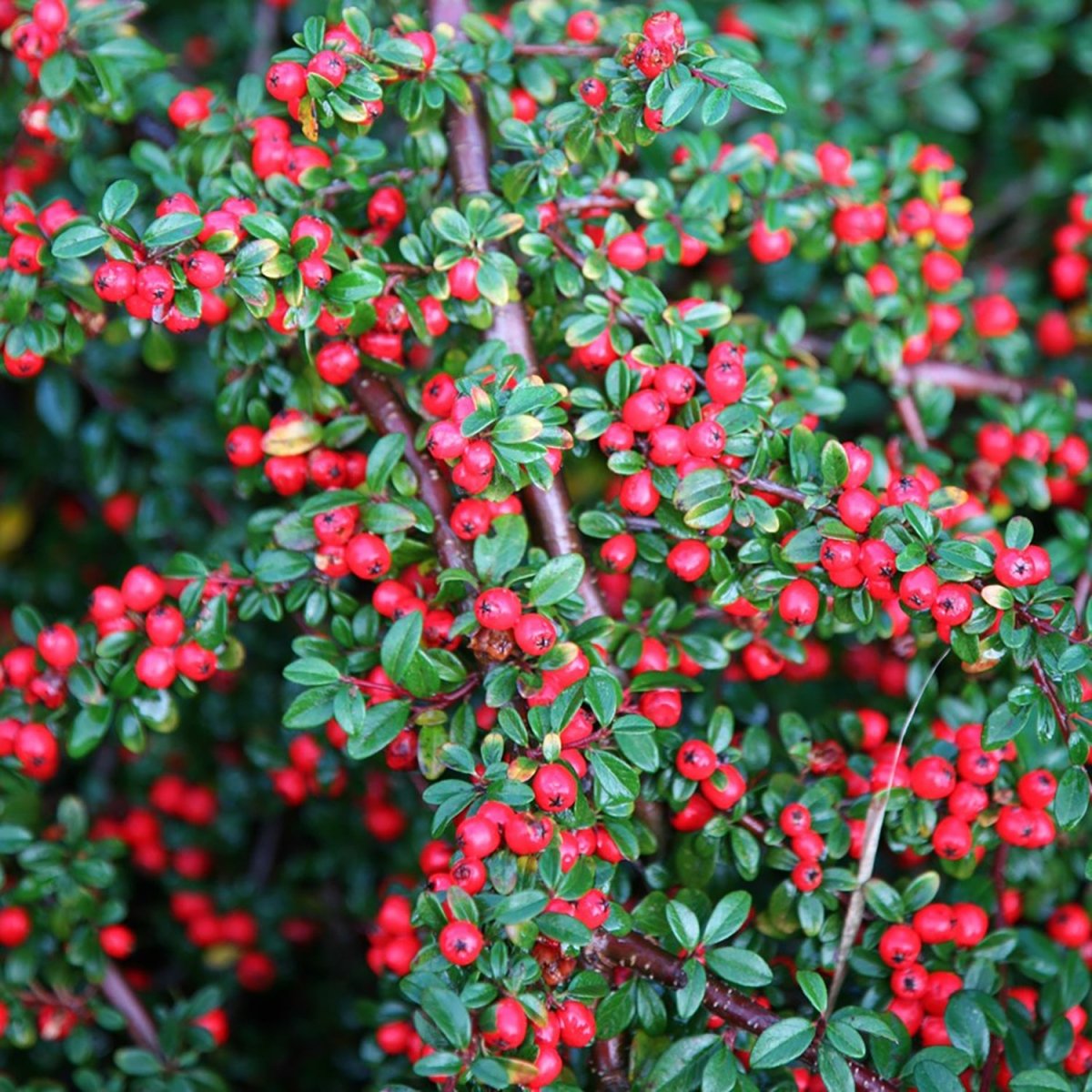Coral Beauty Cotoneaster - LandscapeDirect