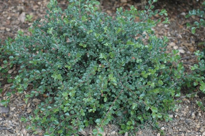Cranberry Cotoneaster - LandscapeDirect