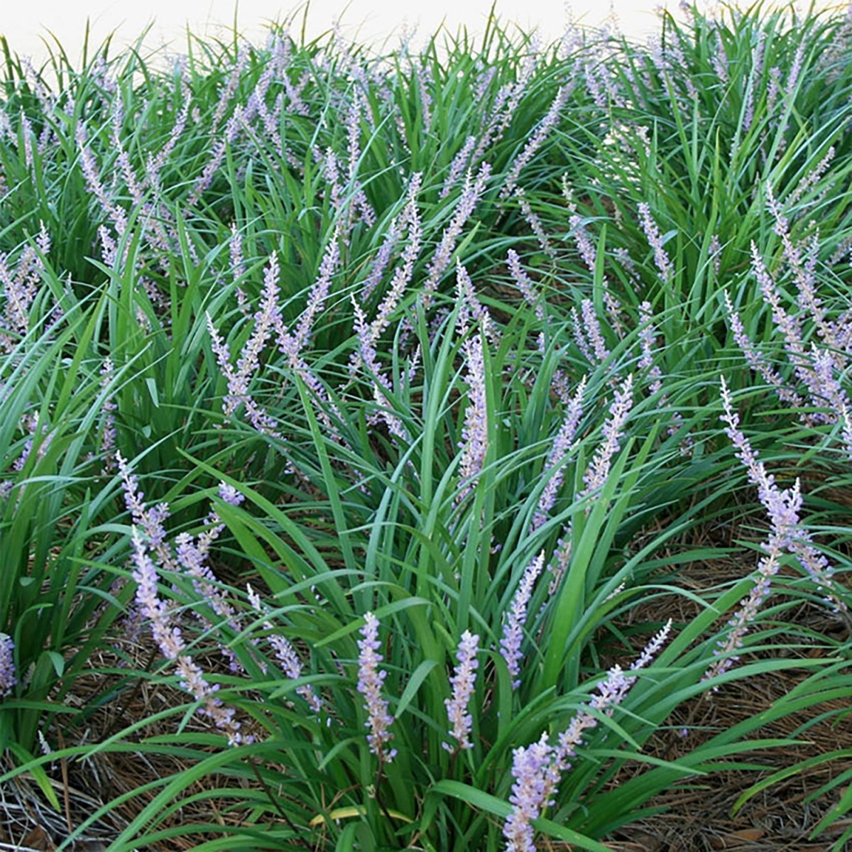 Creeping Lilyturf - LandscapeDirect