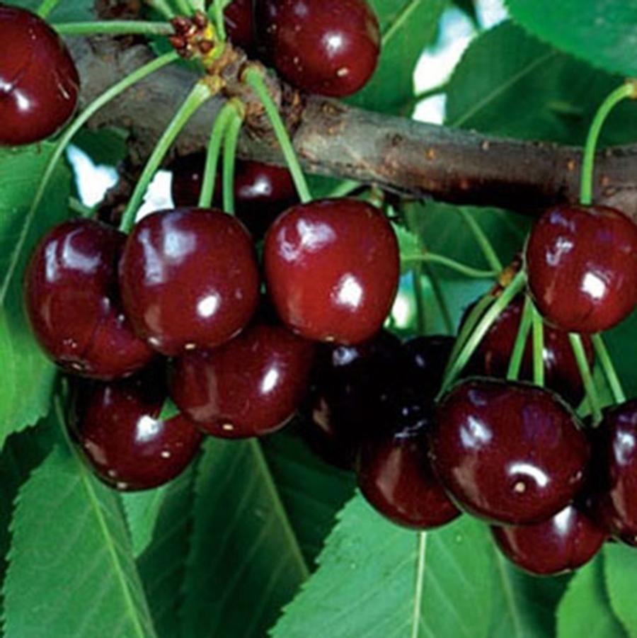 Crimson Passion Dwarf Cherry - LandscapeDirect